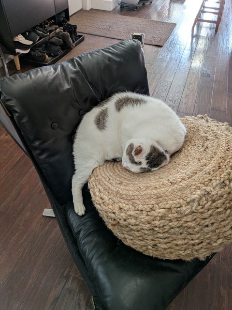 A raccoon-cow-cat half on top of a poof which is perched on a chair. It was robot mopping day.
