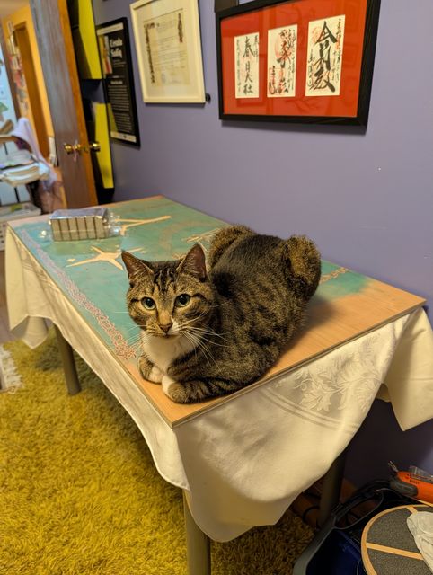 Cat on woodcarving on a table in my office. Vintage shag carpet underneath. Unused sanding blocks also on the woodcarving.
