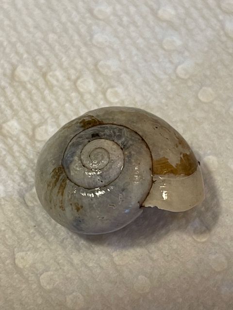 A snail shell