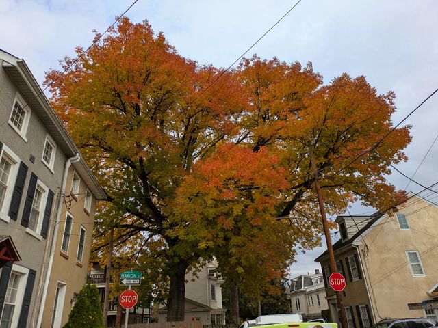 The same tree from another angle, very busy and filling much of the frame, almost crowding out three houses