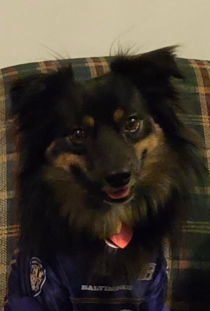 Tybee the Miniature American Shepherd in a Baltimore Ravens jersey