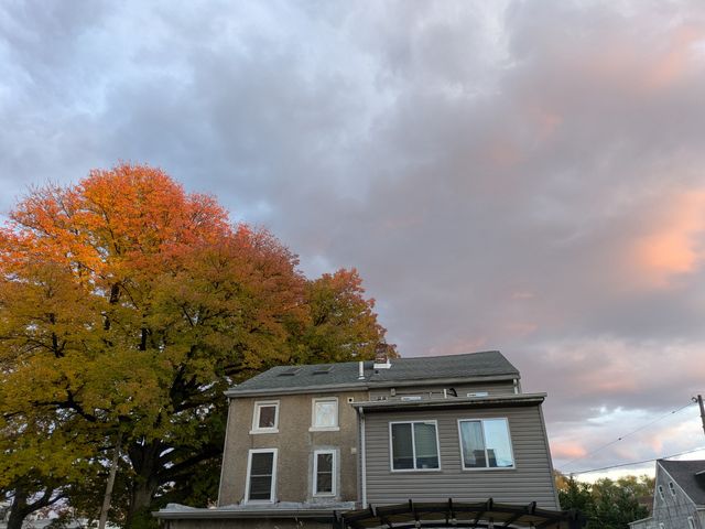 Lovely tree in autumn, leaves caught by the sun on the top bit, sunset reflecting off the clouds