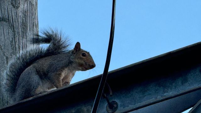 Photo of a squirrel on a telephone pole. The little bugger was chattering away at me while I shut down the system on the truck tonight. They definitely were telling me ALL about it!