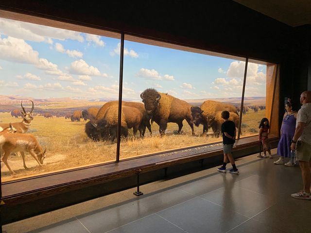 The bison exhibit at the American Museum of Natural History in New York. The buffalo are full size, probably actual stuffed individuals, on a beautiful matte painting backdrop as is common for these traditional exhibits.